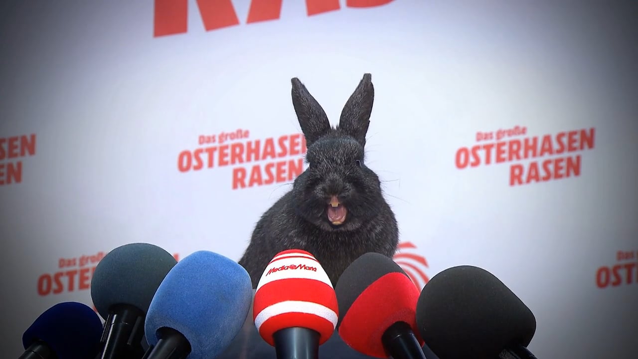 Rabbit race