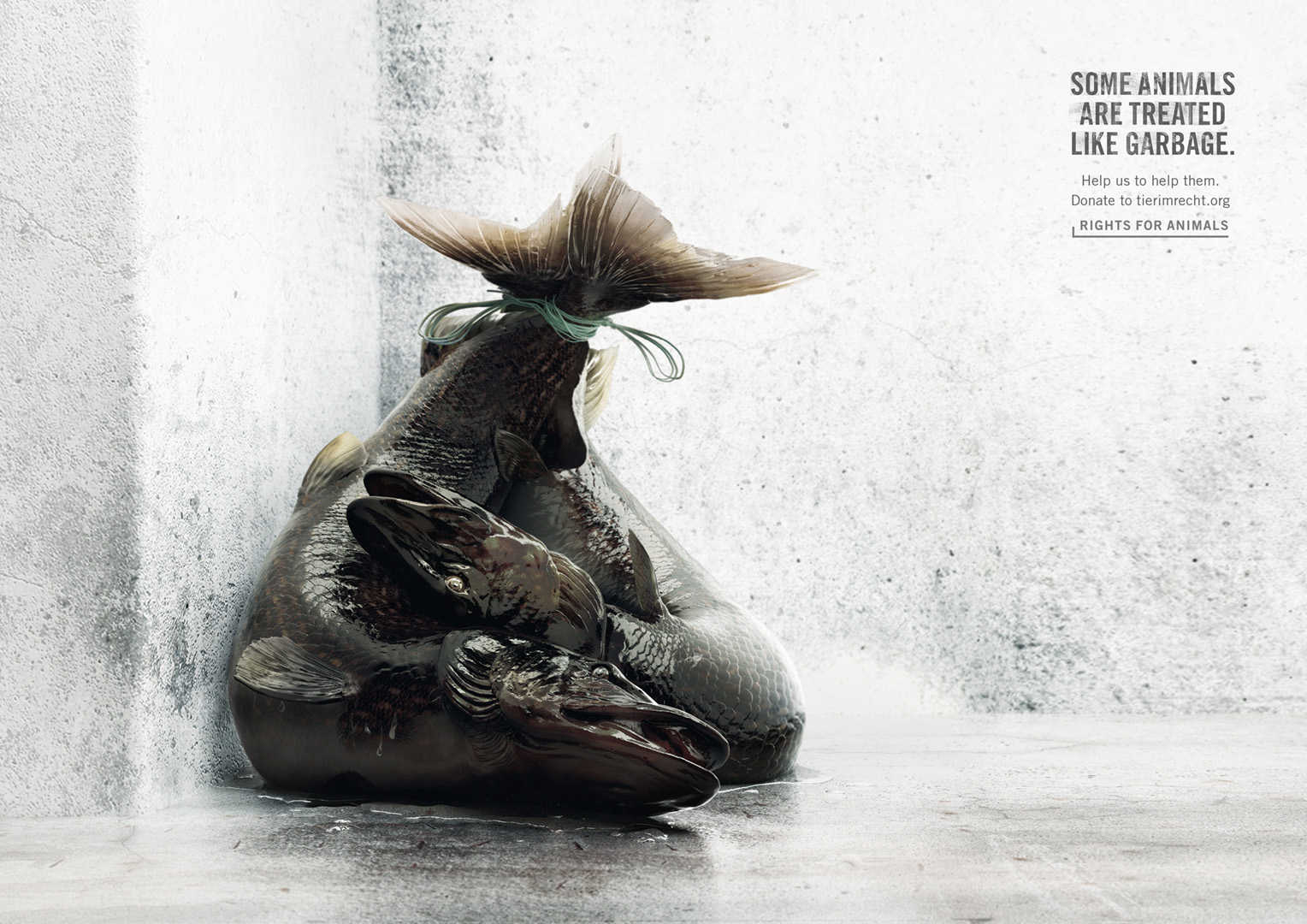 Animals treated like garbage