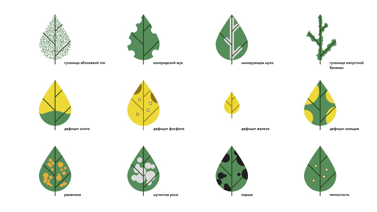 Leafcare