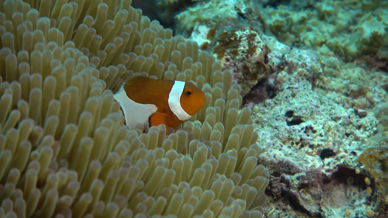 FishAct – Stop overfishing