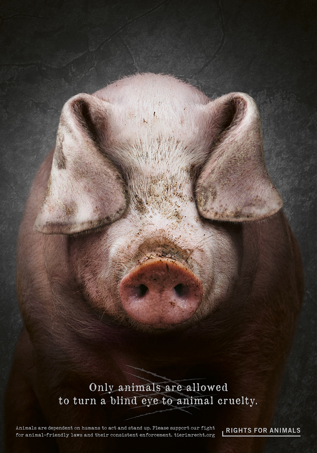 Don’t turn a blind eye to animal cruelty