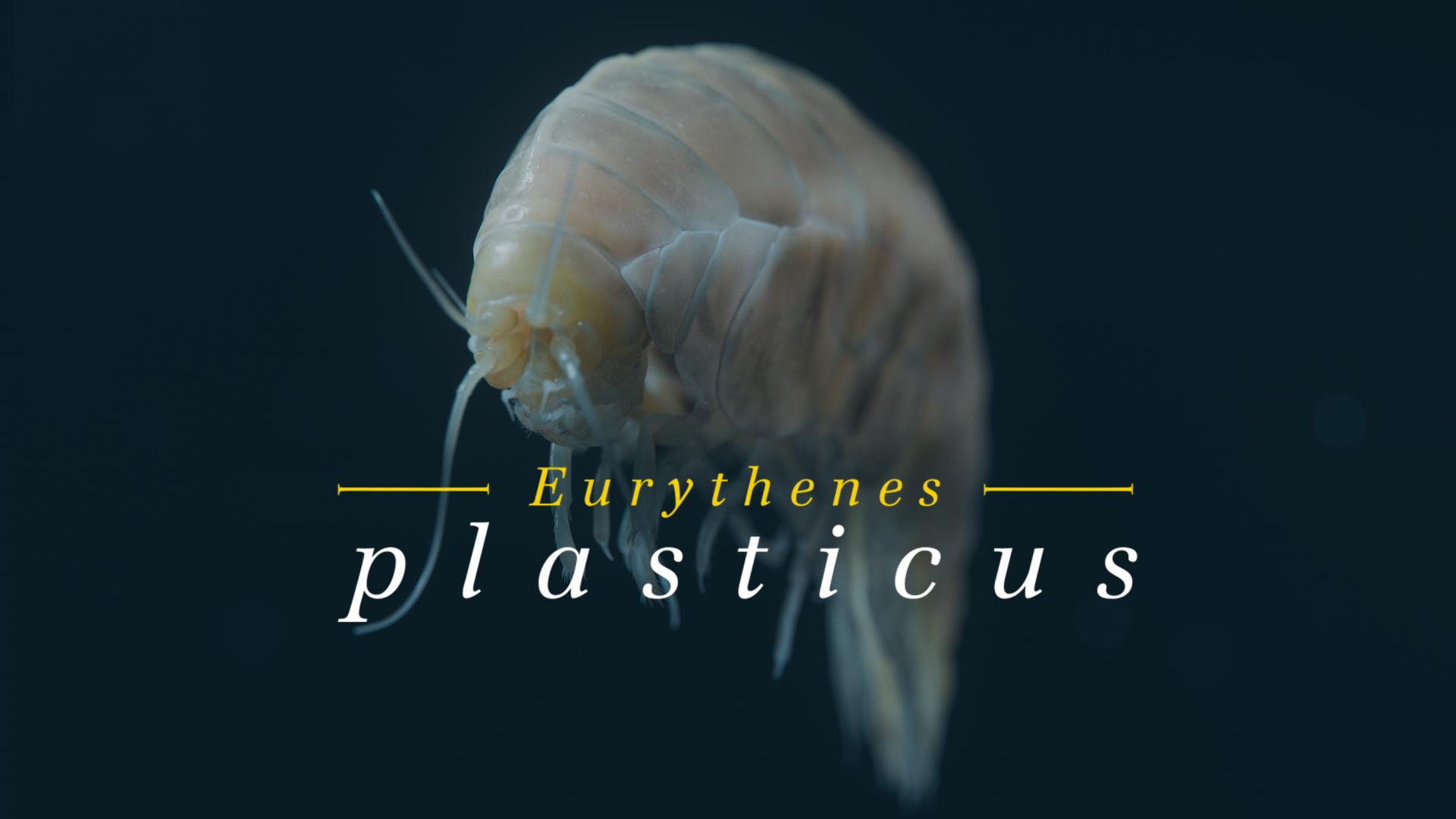 Eurythenes Plasticus