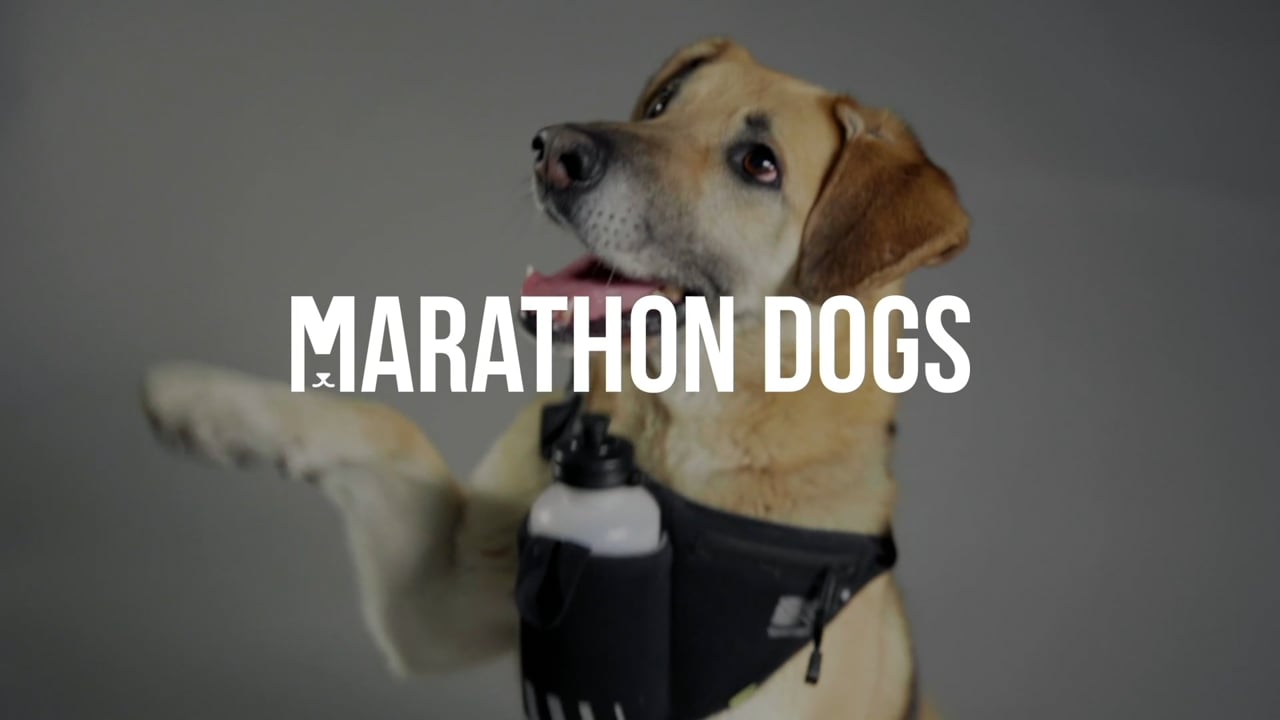 Marathon Dogs
