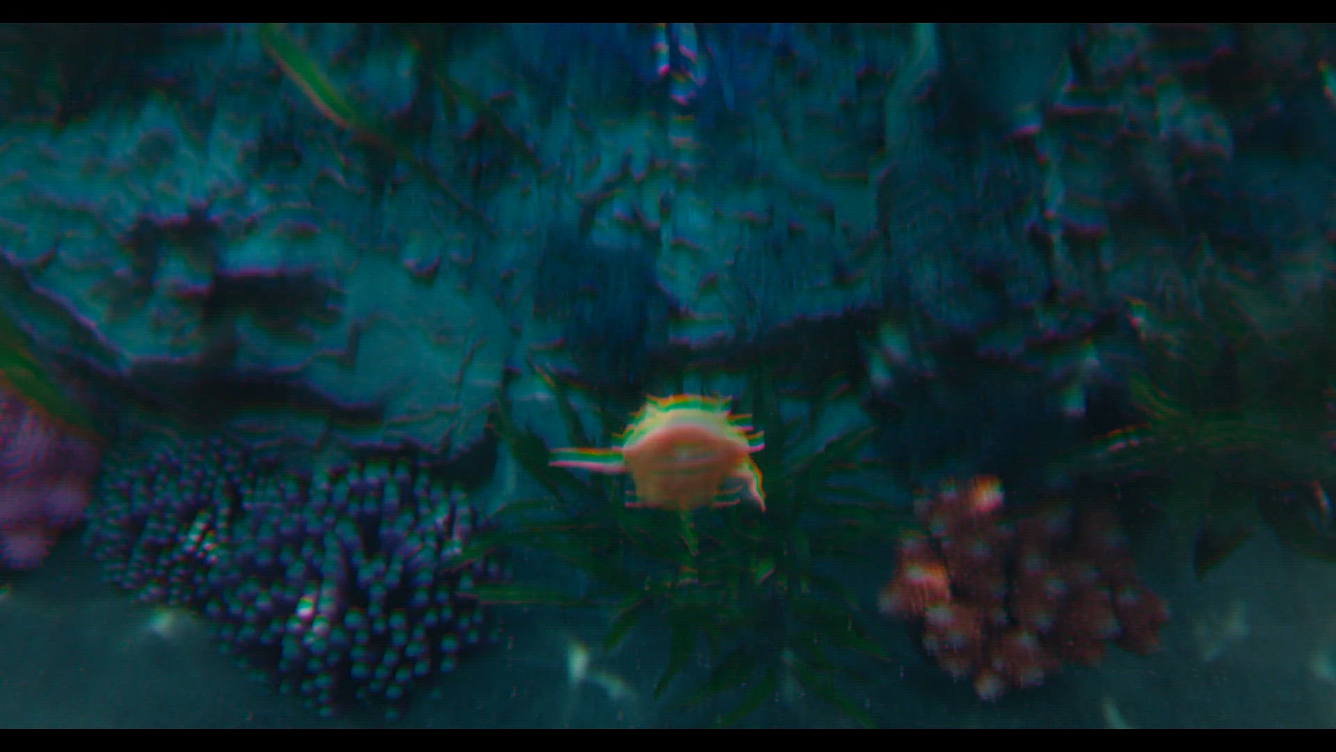 The date and the fish